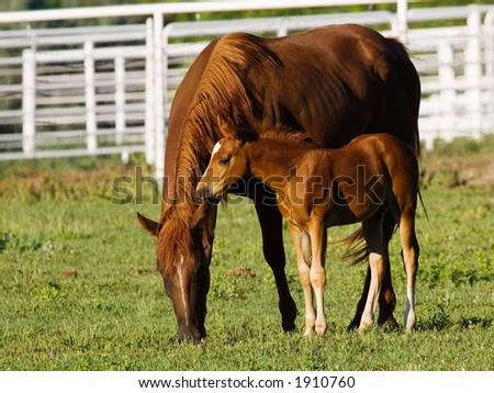 Horse Foal telling mother secret