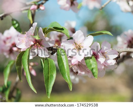 blossomed almond tree branch with pink flowers and leaves