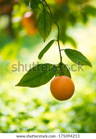Orange fruit  on a citrus tree close up.
