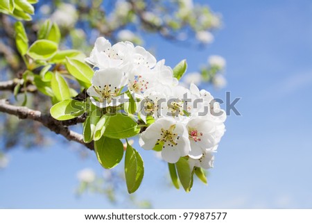 Branch of  pear blossom with white flowers against the blue sky