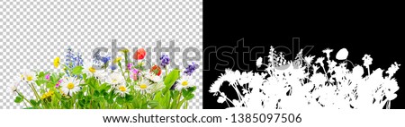 Photo of spring grass and daisy wildflowers isolated with clipping path and alpha channel