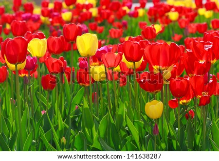Red and yellow beautiful tulips planted in the ground in spring time