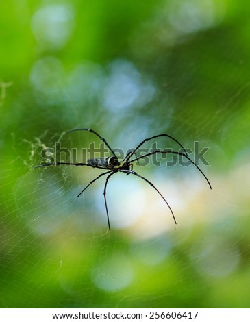 Nephila clavata spider on his web, Penang National Park, Malaysia