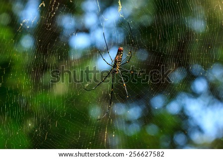 Nephila clavata spider on his web, Penang National Park, Malaysia