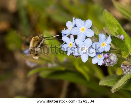 Bee-Fly collecting pollen from forget me not