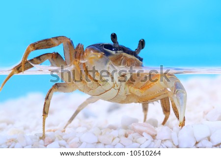 Rainbow crab under water