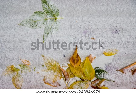 background of fallen leaves covered with an early snowfall