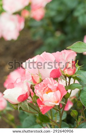 a bright bunch of delicate white-pink striped roses against blurred rose-garden background to use as space for text