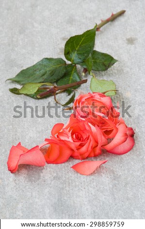 a rose spring with both the stem and the bud cut and splitted, against rough gypsum fiber concrete background; prospecrive view, selective focus on the foreground