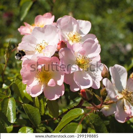 circle of rose flowers with an unfurling bud in the center and an arriving bumblebee attracted by the bunch;  strong focus on that action; blurred outskirts, providing room for text; CD-cover format
