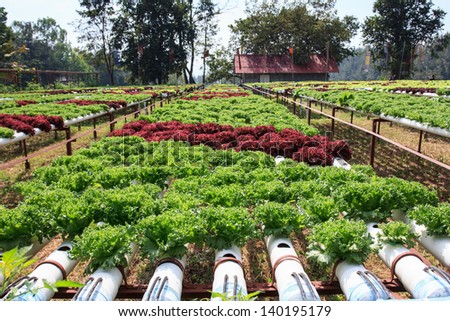 Hydroponics Farm is a method of growing plants using mineral nutrient solutions, in water, without soil.