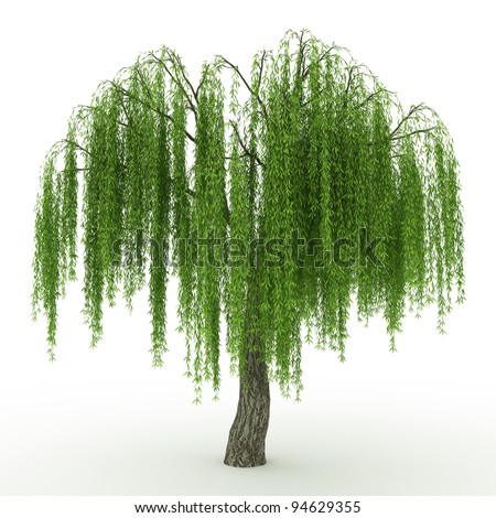 3d Render Weeping Willow Isolated Over White Stock Photo 94629355 ...