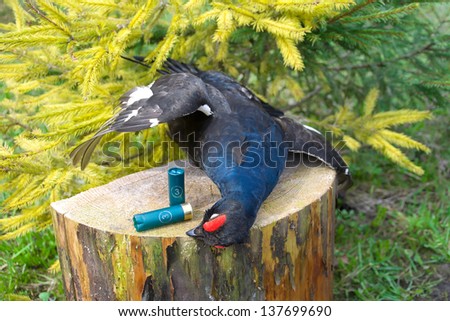 hunting trophy. black grouse and ammunition for hunting rifles. horizontal photo.