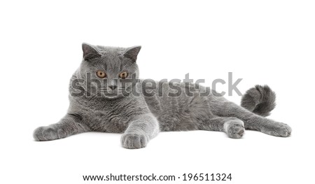 beautiful gray cat breed scottish-straight isolated on white background. horizontal photo.