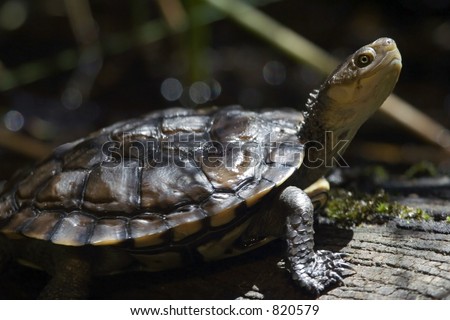 Western Swamp Turtle Stock Photo 820579 : Shutterstock