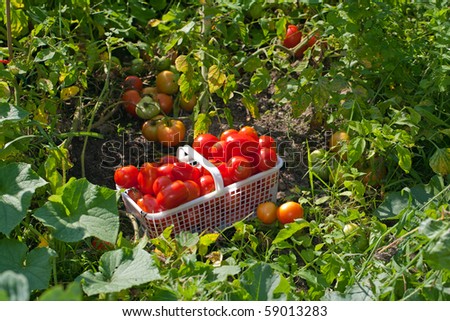 Landscape view of a basket of ripe field tomatoes sitting in the garden.