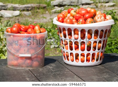 An outdoors shot infront of the garden of two baskets full of field tomatoes.