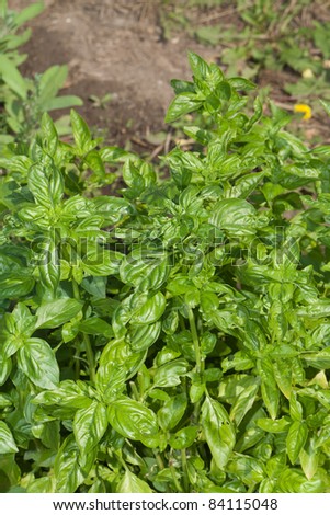 A vertical angled view of some basil plants growing in the garden.