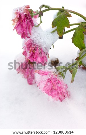 Pink chrysanthemum flower covered with snow and ice-covered
