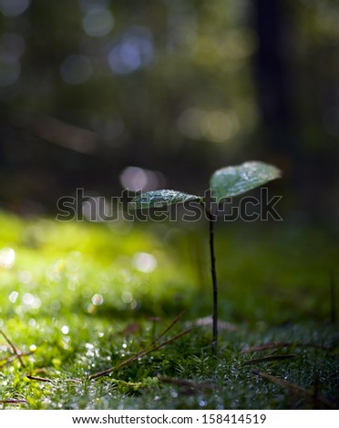 New life. Sprout young plant of wet forest. Floral background.