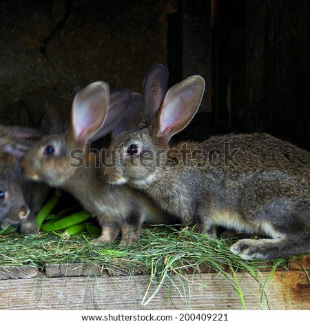 Young rabbits. Rabbit farm.