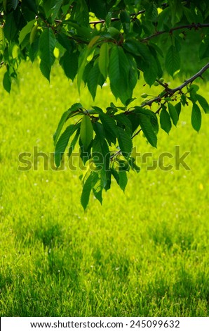 green garden background. young garden tree on a background of green grass lawn.