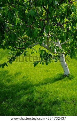 green garden background. young garden tree on a background of green grass lawn. orchard