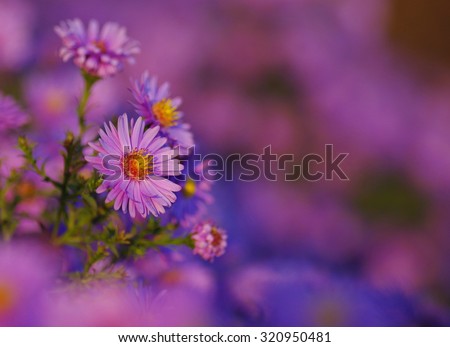 purple floral background. bouquet of asters close-up. soft focus, blur flower. flower background