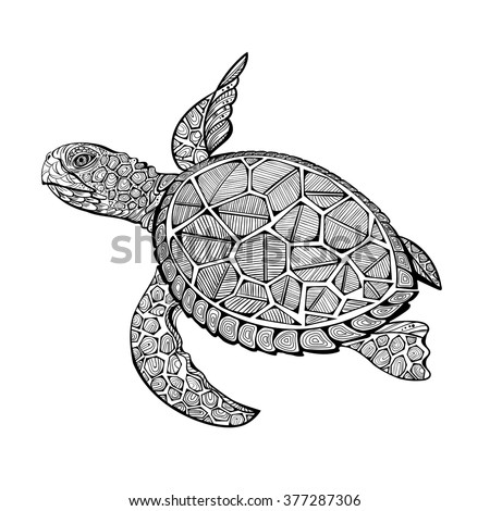 cartoon turtle turtle cartoon free download clip art
