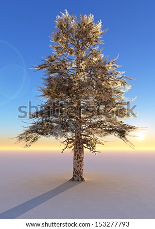 Cedar tree with snow. Isolated old tree