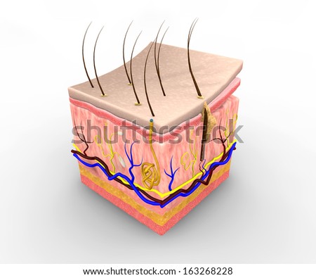 Skin layers, consist of two layers: a superficial epidermis made of epithelial tissue, and a deeper dermis made of connective tissue. Beneath the skin is a layer of fatty tissue, the hypodermis