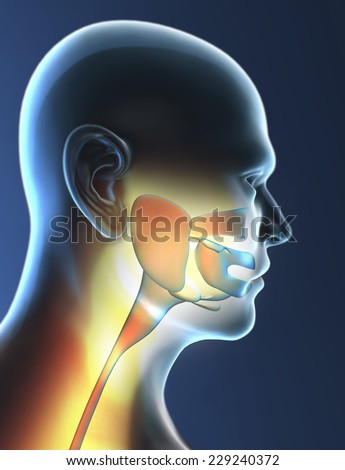 Pharynx, Larynx, Throat Inflammation, X-Ray Stock Photo 229240372 ...