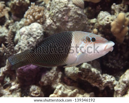 Half and half wrasse in red sea