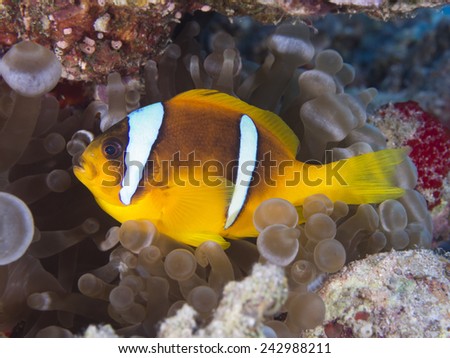 Red sea anemonefish in Red sea, Egypt