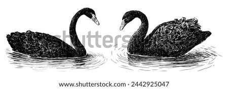 Swans, black, pair, floating, water birds, feathers, graceful, sketch, realistic, vector hand drawn illustration isolated on white