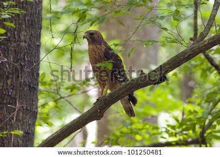Red-Shouldered Hawk (Buteo lineatus) on a limb.