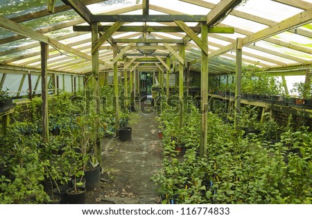 A greenhouse in a southern garden.