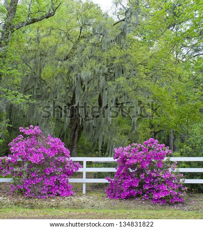 A very southern scene of Azaleas and Oaks covered with Spanish moss along a white rail fence.