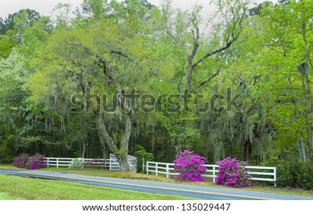 The oak canopy and gated entrance to a southern plantation in the Carolinas.
