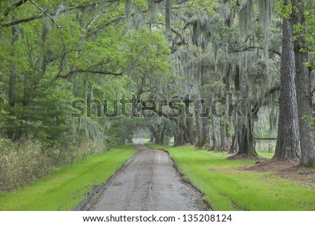 The oak canopy entrance to a southern plantation in the Carolinas.