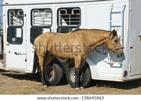 A buckskin colored rodeo horse cools off while tied to its trailer.