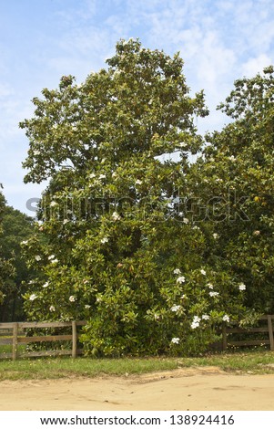A southern Magnolia Tree covered with large white blossoms in the spring.
