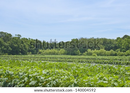 A field of rows of vegetable plants on a farm in the Low Country of South Carolina.
