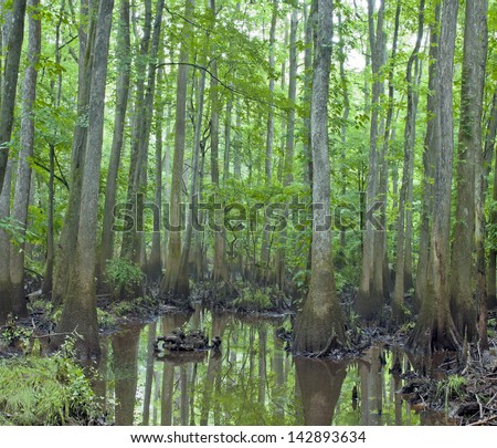 A rainy and misty day among the decay, cypress trees, knees, and swamp of Congaree National Park in South Carolina.