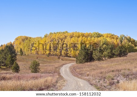 A dirt and gravel road in the Fall Rocky Mountains runs through a high country meadow into a grove of golden colored quaking aspens.