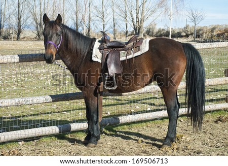 A western horse stands saddled and waiting for its young rider.