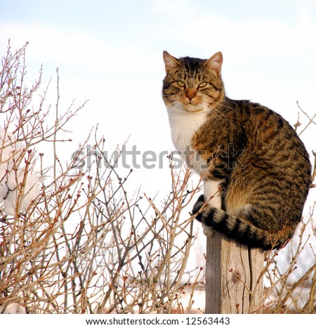 Farm cat on old wood post in middle of bushes, in the winter.