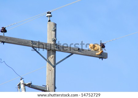 A cat stranded up on a power pole trying to figure out how to get down.