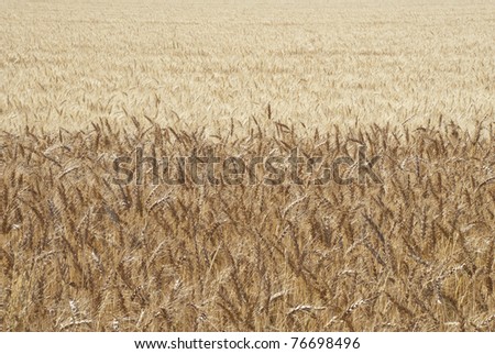 Two varieties of grain growing together