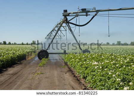 An access road in a potato field irrigated by a pivot sprinkler system.
